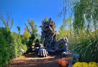 Willow at Anakeesta