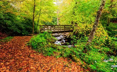 Great Smoky Mountains fall foliage on a hike