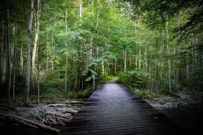 area trails are full of Smoky Mountain history